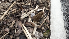 Morchella importuna