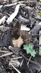 Morchella importuna
