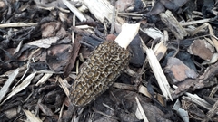 Morchella importuna