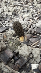 Morchella importuna