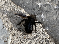 Xylocopa violacea
