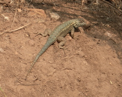 Sceloporus occidentalis becki