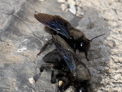 Xylocopa violacea