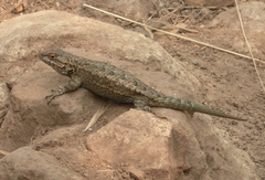 Sceloporus occidentalis becki