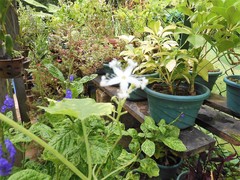 Trichosanthes cucumerina