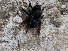 Xylocopa violacea