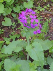 Lunaria annua
