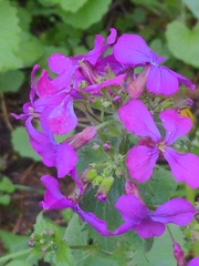 Lunaria annua