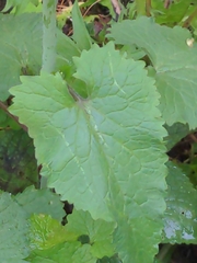 Lunaria annua