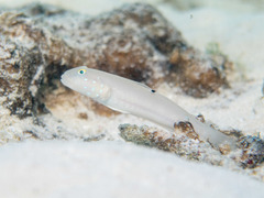 Sixspot Goby photo 3