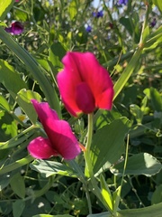 Lathyrus tingitanus