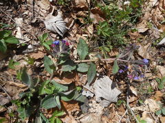 Pulmonaria hirta