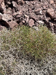 Eriogonum heermannii