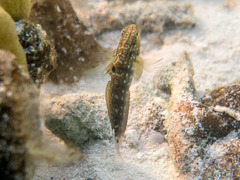 Amblygobius semicinctus
