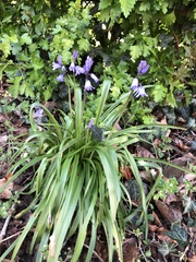 Hyacinthoides hispanica