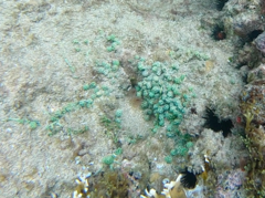 Caulerpa lentillifera