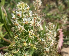Reseda jacquinii