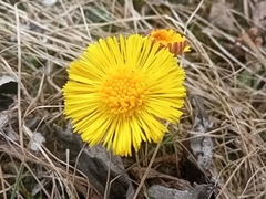 Tussilago farfara