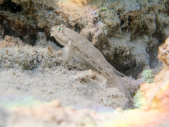 Gnatholepis anjerensis