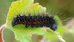 Acronicta menyanthidis