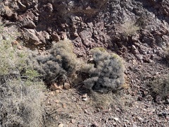 Eriogonum heermannii