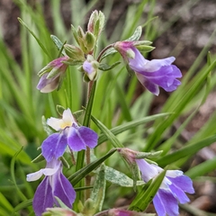 Collinsia violacea