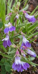 Collinsia violacea