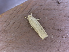 Gonioterma mistrella