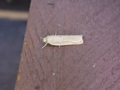 Gonioterma mistrella