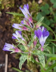 Collinsia violacea