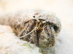 Dardanus scutellatus