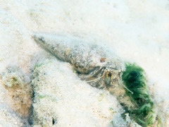 Dardanus scutellatus