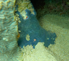 Halisarca caerulea