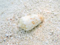 Conus arenatus