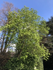 Aesculus hippocastanum