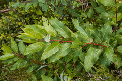 Salix pyrifolia