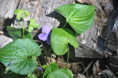 Viola sororia