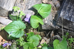 Viola sororia