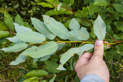 Salix pyrifolia