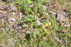 Lamium purpureum