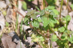 Lamium purpureum