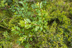 Salix pyrifolia