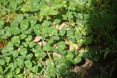 Trifolium repens