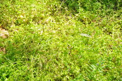Stellaria media