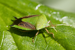 Pygoda polita