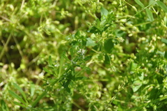 Stellaria media