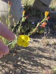 Camissoniopsis