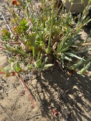 Camissoniopsis