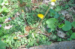 Taraxacum officinale