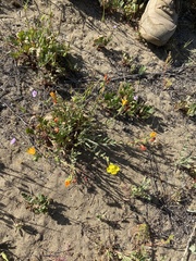 Camissoniopsis